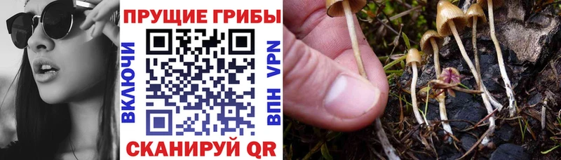 Псилоцибиновые грибы Psilocybine cubensis  Барнаул 